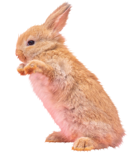 rodent  rabbit pets png cute mammal animal overlay