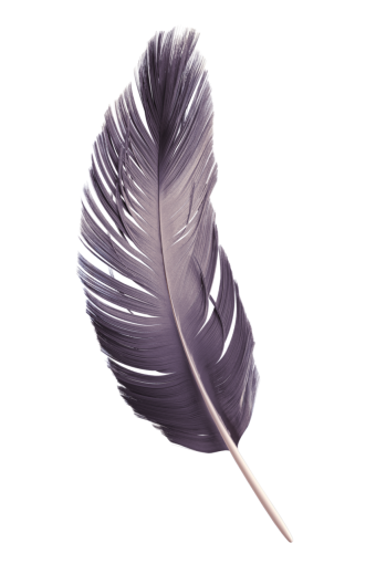  single object nature overlay feather animal feather close-up