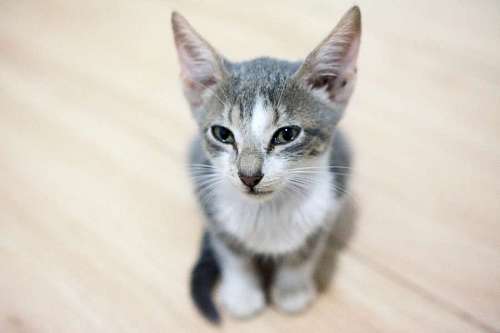 Gray pet kitten looking at camera