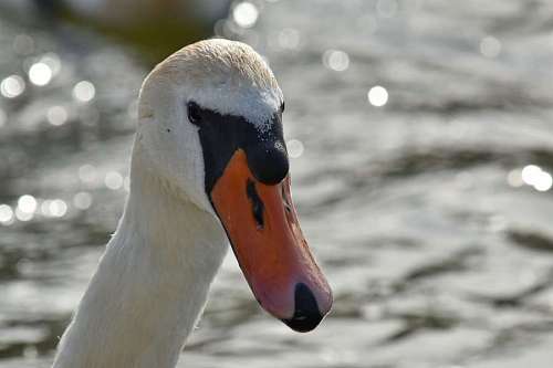 aquatic bird animal swan wildlife portrait head waterfowl beak nature