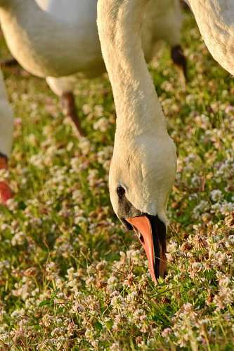 Pico lado aves cerrar pastoreo cabeza temporada cisne vida silvestre comer