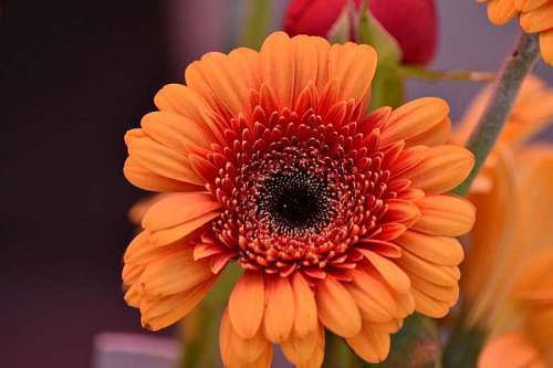 beautiful flowers  close-up  orange yellow 