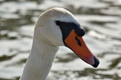 bird neck beak swan feather nature aquatic portrait waterfowl wildlife  birds
