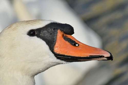 vertical bird side beak water aquatic swan portrait wildlife outdoors nature  birds
