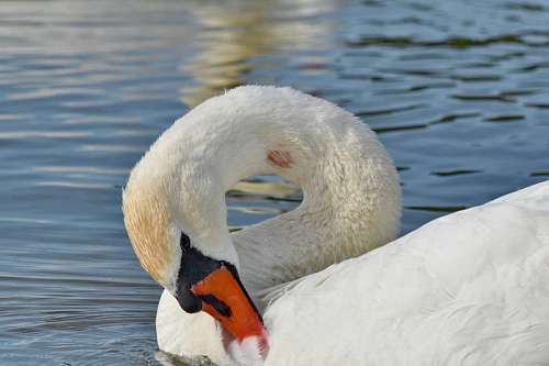 pájaro lago de los cisnes pico agua nadando aves acuáticas fauna acuática piscina kb