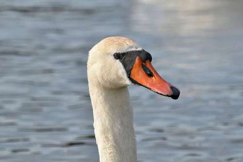bird swan wading water lake nature aquatic wildlife portrait waterfowl birds  swans