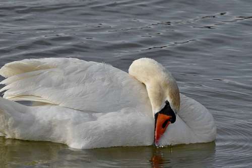 bird swimming water swim swan aquatic waterfowl feather wildlife lake birds  swans
