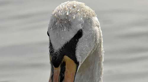 bird winter aquatic swan wildlife water waterfowl nature lake animal  birds