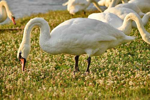 birds bird grazing grass swan water beak wading wildlife plants aquatic 