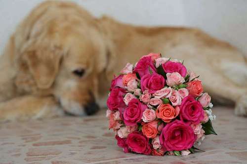 bouquet arrangement flower roses romantic dog decoration rose pink
