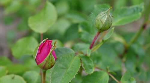 bud flower leaves pinkish summer roses garden flora leaf nature kb