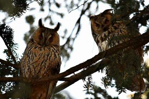 predator-gaze burung hantu hewan gurun bertanduk besar binatang owl bird liar horned wilderness wildlife animals lain makan yg keluarga satwa predator