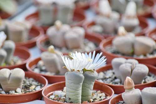 flowering-streets cactus flowerpot flower many flowers merchandise flowering 