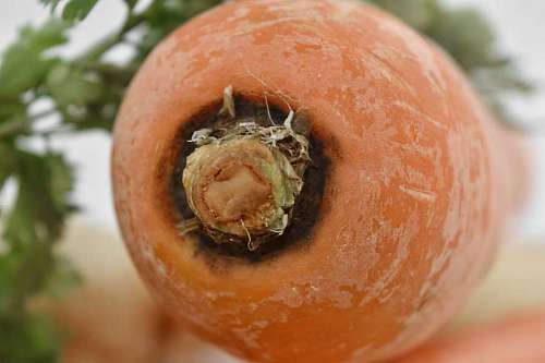 carrot root close leaf health healthy nutrition ingredients delicious