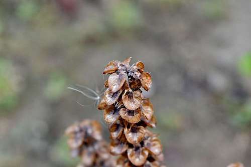 close basil dry season nature upclose macro flora outdoors 