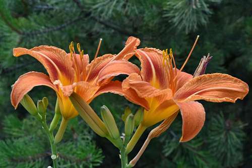 close garden flower pistil lily petals flora plant nature kb