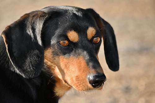 dachshund dog head animal portrait adorable purebred canine dogs 
