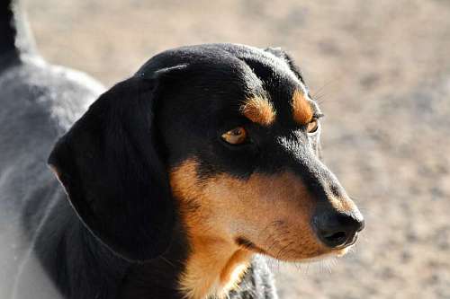 hound dachshund side puppy animal hound pet dog fur portrait