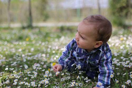 daisy meadow boy grass child crawl toddler son