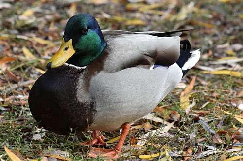 duck mallard side autumn colorful portrait season waterfowl wildlife bird nature