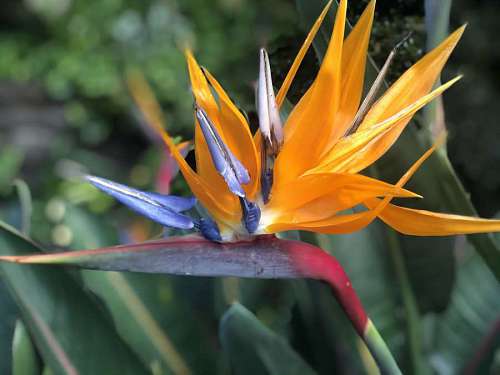 exotic  flower  flower garden  orange yellow 