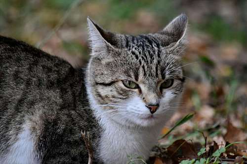 eyelash eyelashes animal domestic eyes cat looking head kitten fur eye