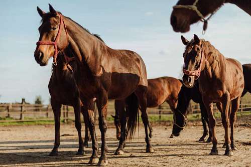 stallion farmland livestock horses ranch farm stallion cavalry mare equine horse