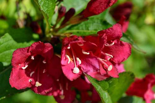 flora petal leaf plant garden shrub blossom nature flower summer 