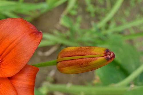 lily-family flower bud lily close herb spring garden nature insect leaf kb