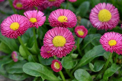 flower flora herb plant nature wildlife petal blooming summer garden grass  kb