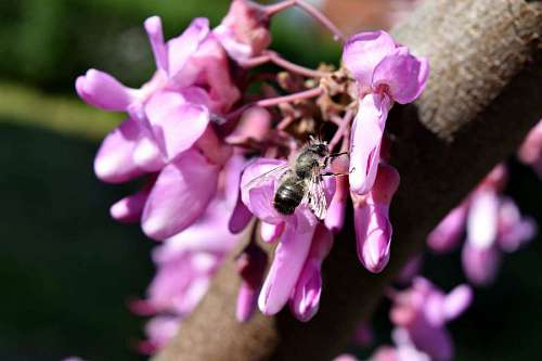 pollination flower honeybee insect bud pollen shrub pollinator nature spring kb