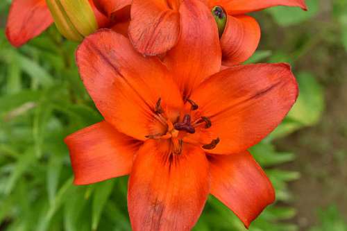 flower pistil lily herb garden bloom plant nature season summer