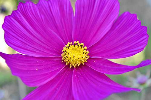 flower summer daisy plant bright nature vegetation garden flowers flora petal petals season 