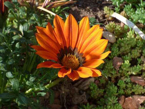 flower yellow orange garden petal blossom sunflower daisy plant 