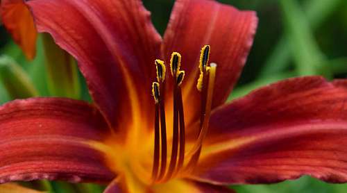 lily-family flowers pretty close pistil nature lily garden botany spring flora