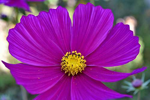 flowers summer plant petals season flower nature pink flora plants 