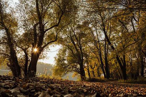 rayo de sol bosque camino puesta de sol rayos de sol paisaje otoño hoja árboles naturaleza árbol