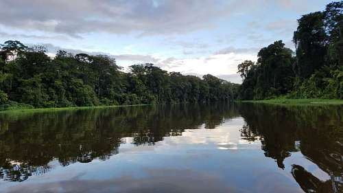 swamp forest river rain channel nature shore landscape swamp water tropic kb