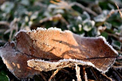 fungus fungus brown wood frost grass leaf leaves dry yellowish organism nature