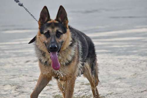 german-language german dog shepherd water animal canine breed fur portrait