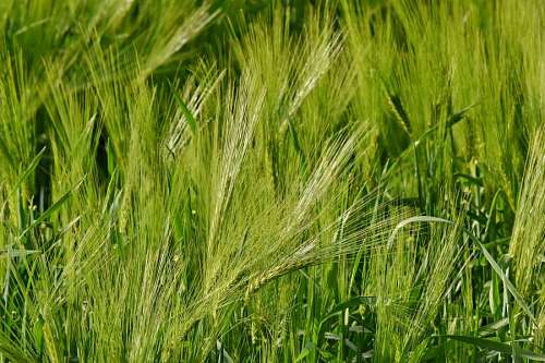 grain wheatfield organic wheat field grass plant rural leaves cereal