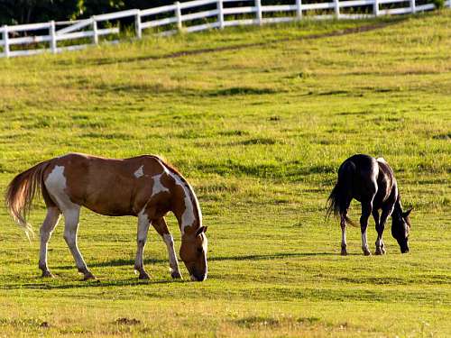 stallion grazing horse horses farm field grass animal farmland stallion cavalry animals 