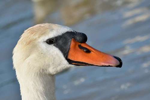 head bird animal aquatic swan wildlife waterfowl nature lake 
