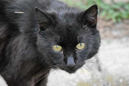 head whiskers kitten cat looking animal domestic fur cats  1200 kittens