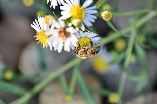 chamomile honeybee chamomile insect pollen meadow flower bee pollinating summer