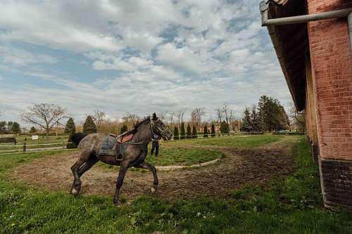 stallion horse animal horseshoe horsetail race racing training stallion program