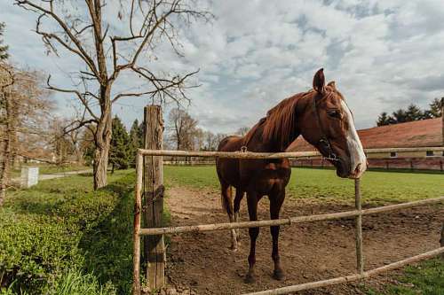 farmland horse ranch farm farmhouse horses village rural farmland livestock equine 