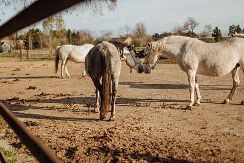 farmland horses animals countryside farmland togetherness equine ranch horse farm 