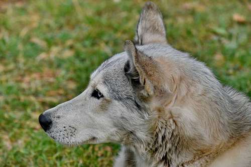 pedigree husky side looking dog animal nature wildlife pedigree