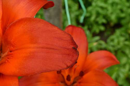 insect ants petals lily petal flora nature flower garden kb